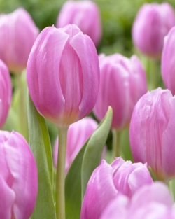 Tulpen Pink Flag